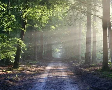 Konec prokrastinace. Vysázejte si svůj vlastní les