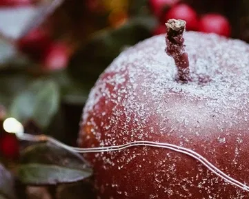 ROZHOVOR: Udržitelné Vánoce. Češi se vracejí ke stromkům v květináči