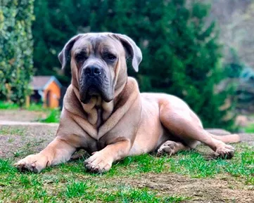 POJIŠTĚŇATA nejsou jen pro štěňata