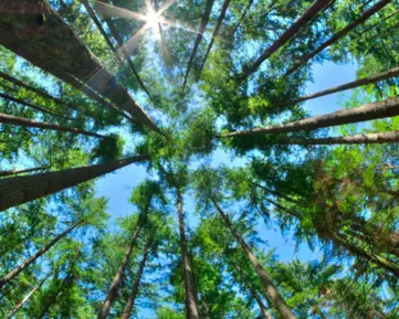 Víte, kolik knih se vyrobí z jednoho stromu? Oslavte Den Země s e-knihami  