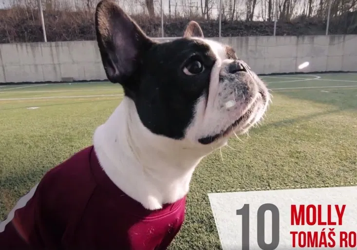 Psí derby baví internet: „Molly“ Rosický skóroval, kralovali ale buldočci Slavie