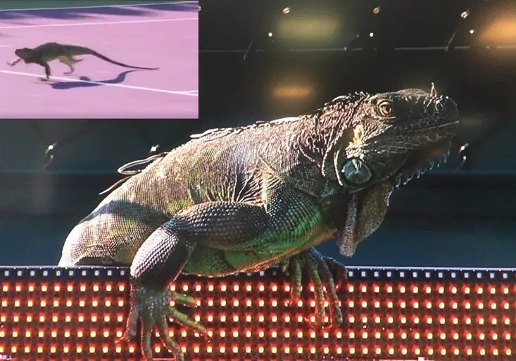 Ještěr přerušil tenisový zápas Veselého! Běhal po kurtu a děsil fanoušky