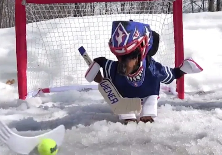 Psí hokejový brankář boří internet! Uchytil by se v NHL?