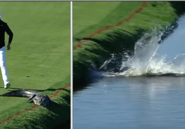 Hrdina, nebo šílenec? Golfista poplácal aligátora. Jak to dopadlo?