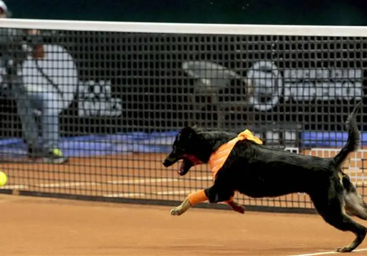 Unikátní podívaná v Brazílii! Míčky tenistům v Sao Paulu budou podávat psi!