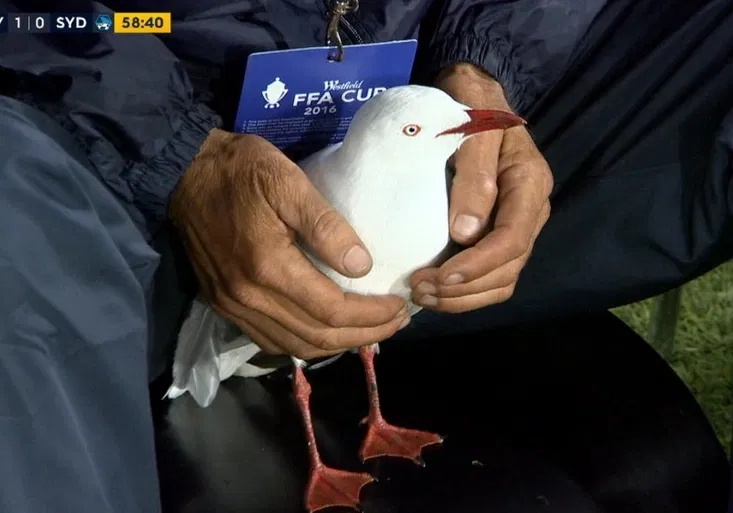 Brankář zachránil zraněného racka. Opeřenec sledoval fotbalový zápas až do konce!