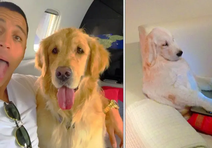 Psi Alexise Sáncheze se stali celebritami! Páníček jim založil vlastní účet na Instagramu!