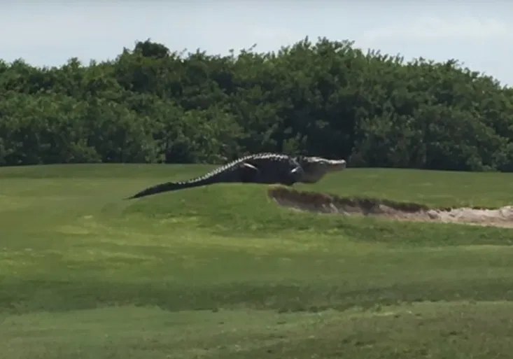 Tak to je macek! Golfisty překvapil obří aligátor přímo na greenu!